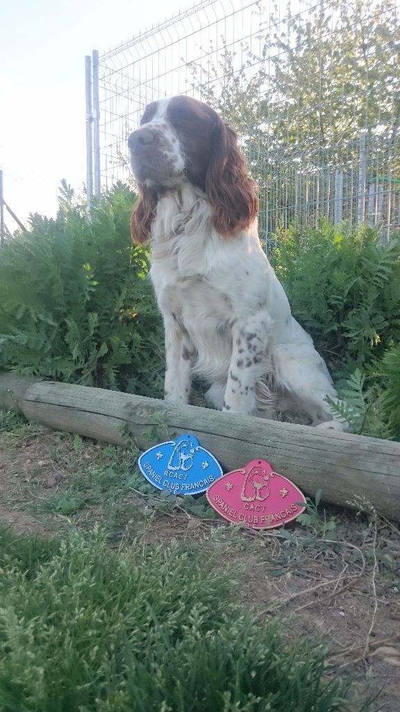 CH. Lucky De La Plaine Du Mailhol