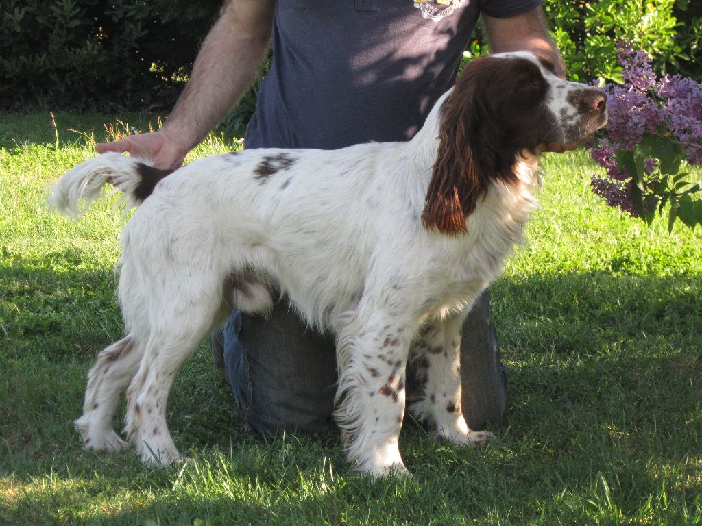 CH. Lucky De La Plaine Du Mailhol