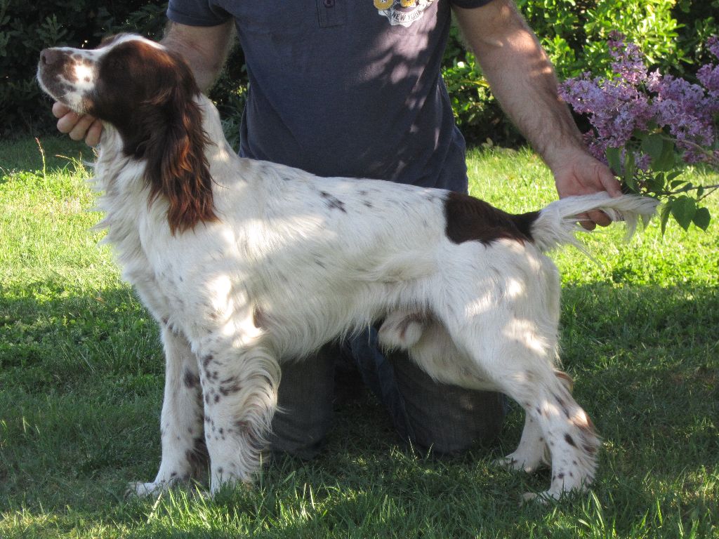 CH. Lucky De La Plaine Du Mailhol