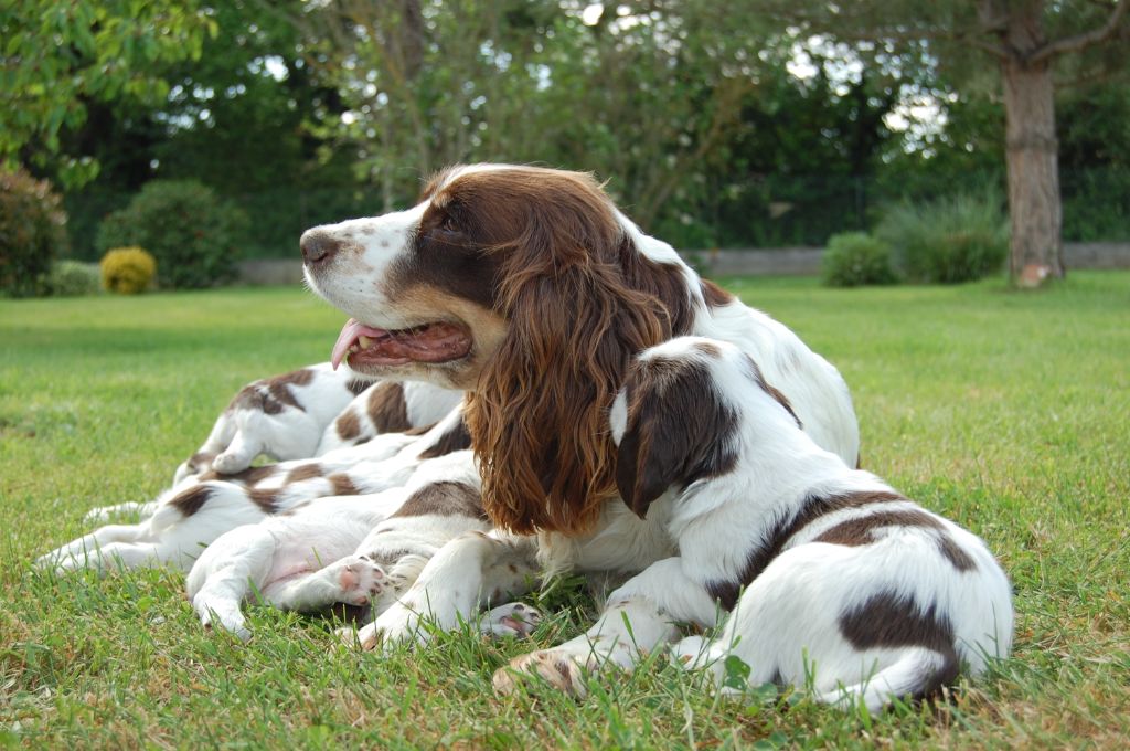 De La Plaine Du Mailhol - English Springer Spaniel - Portée née le 03/04/2020