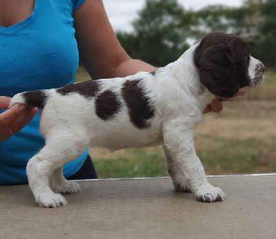 De La Plaine Du Mailhol - English Springer Spaniel - Portée née le 18/07/2023