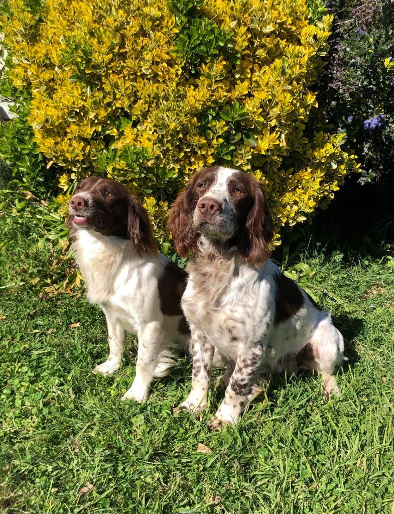 chiot English Springer Spaniel De La Plaine Du Mailhol