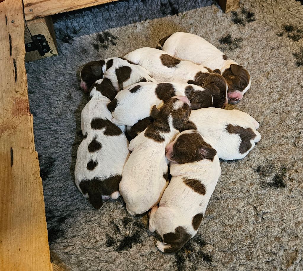 chiot English Springer Spaniel De La Plaine Du Mailhol