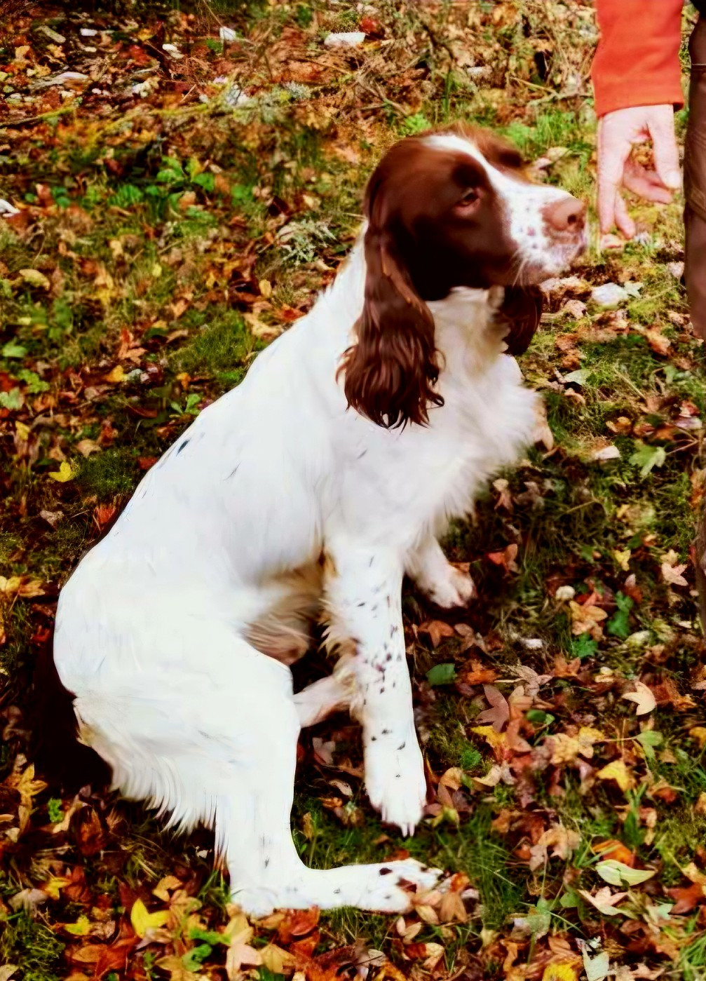 CH. Thor De La Plaine Du Mailhol