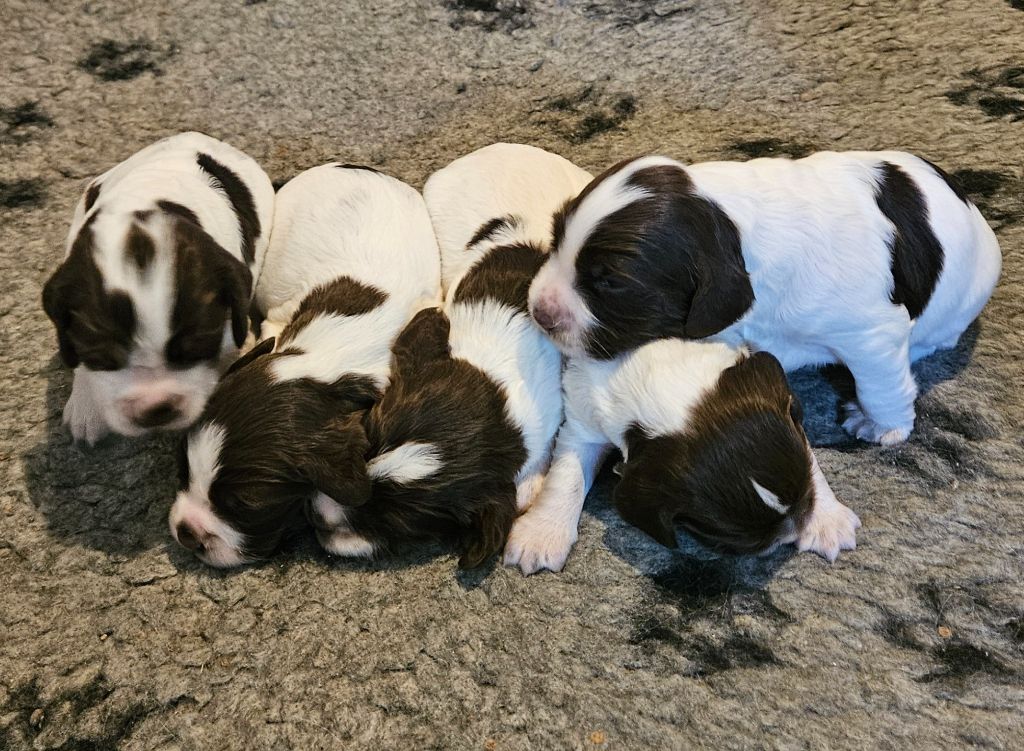 Les chiots de Raga et Odin 