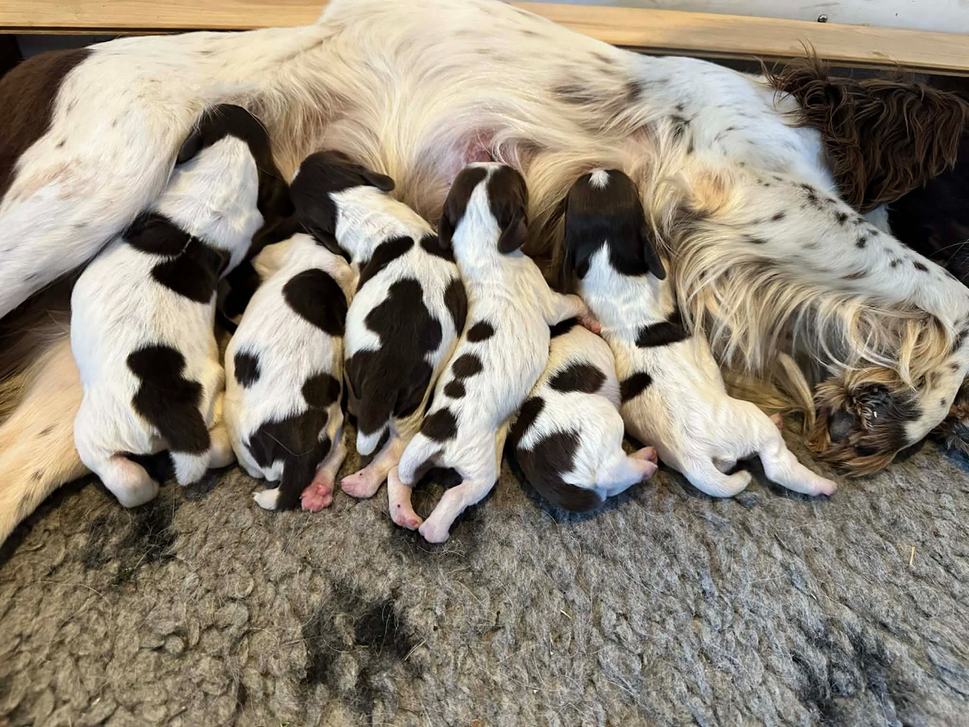 Chiot English Springer Spaniel De La Plaine Du Mailhol