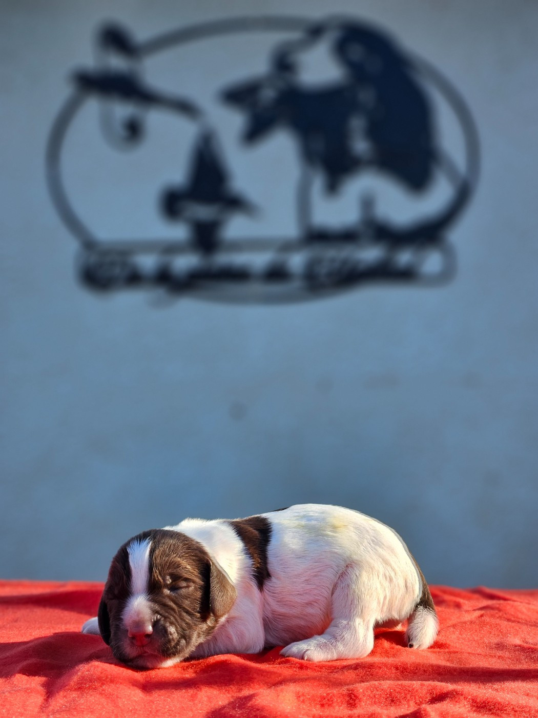 De La Plaine Du Mailhol - Chiots disponibles - English Springer Spaniel