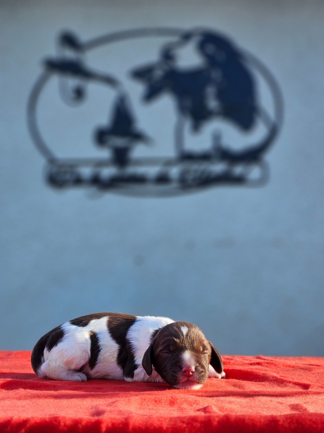 De La Plaine Du Mailhol - Chiots disponibles - English Springer Spaniel