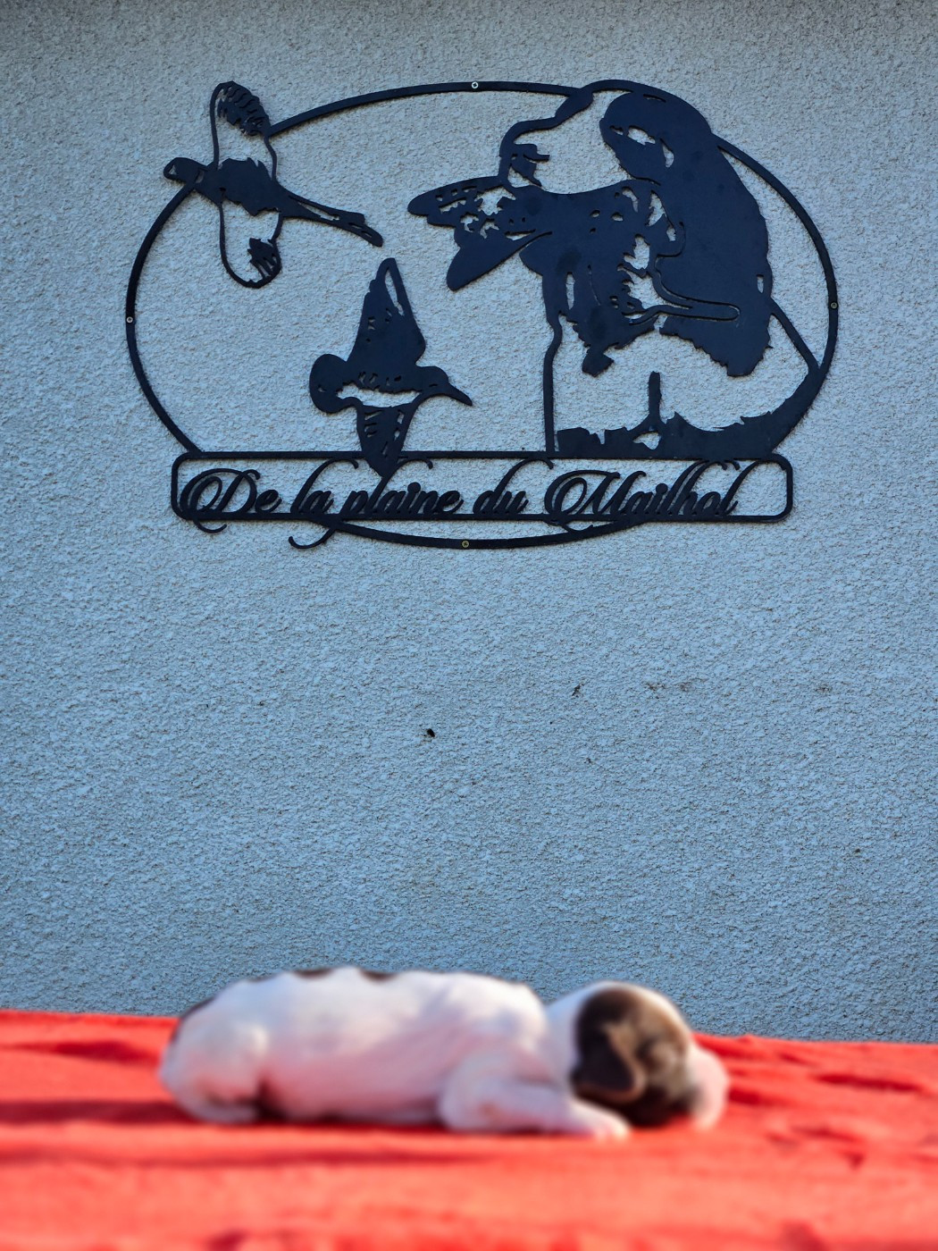 De La Plaine Du Mailhol - Chiots disponibles - English Springer Spaniel