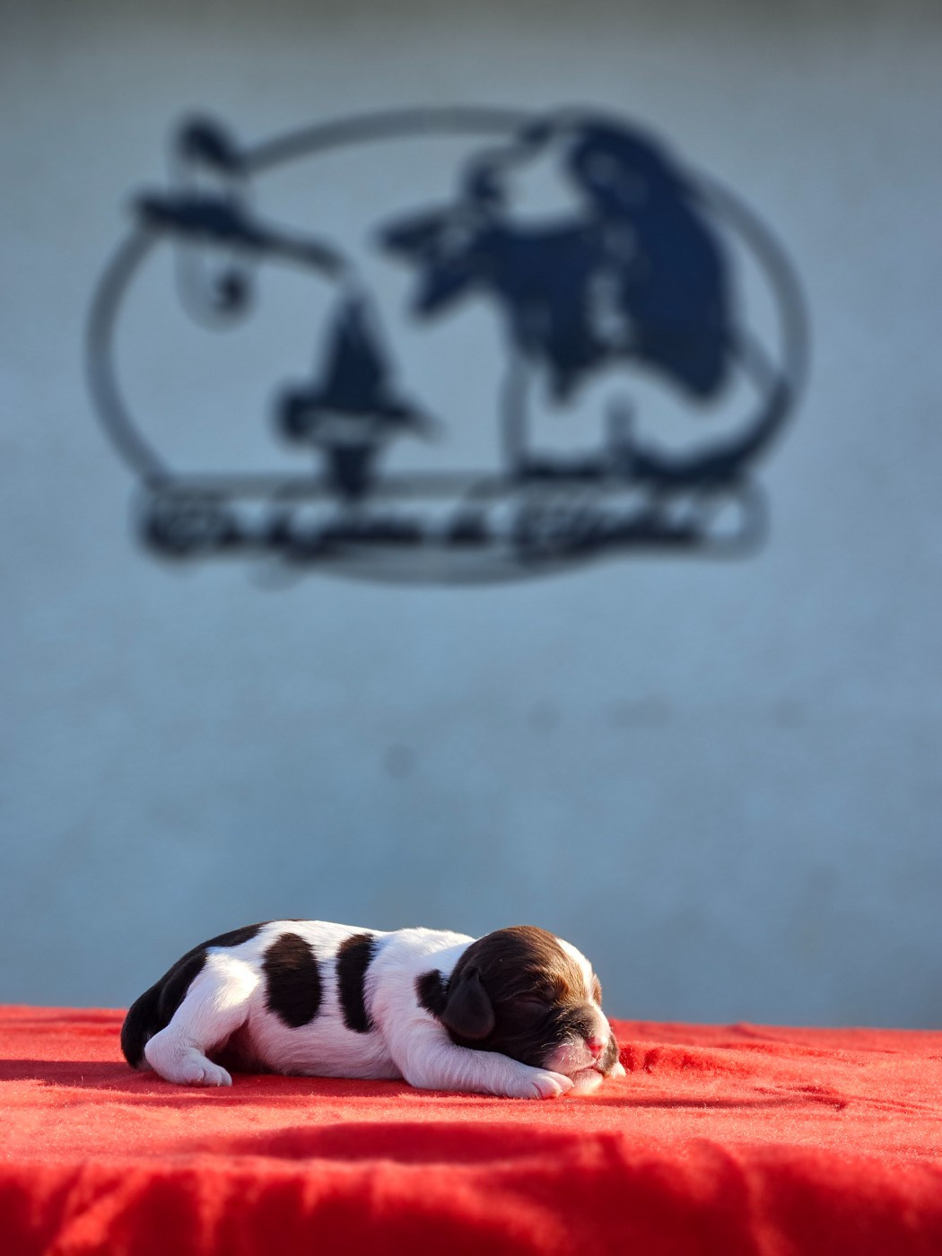 De La Plaine Du Mailhol - Chiots disponibles - English Springer Spaniel