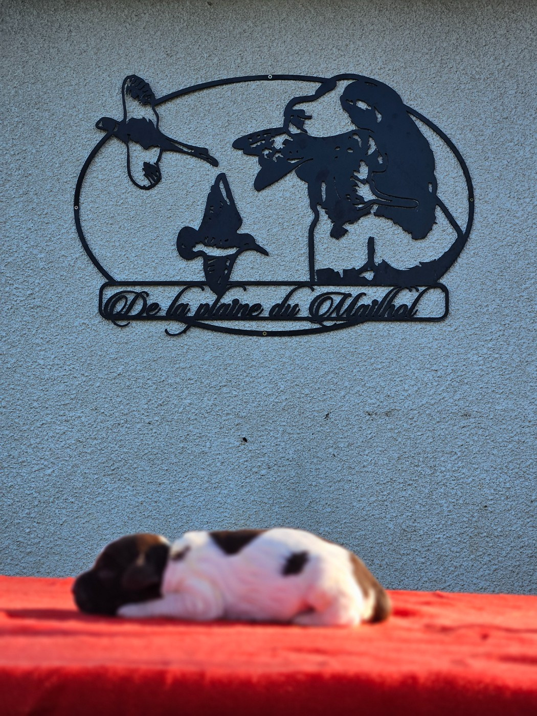 De La Plaine Du Mailhol - Chiots disponibles - English Springer Spaniel