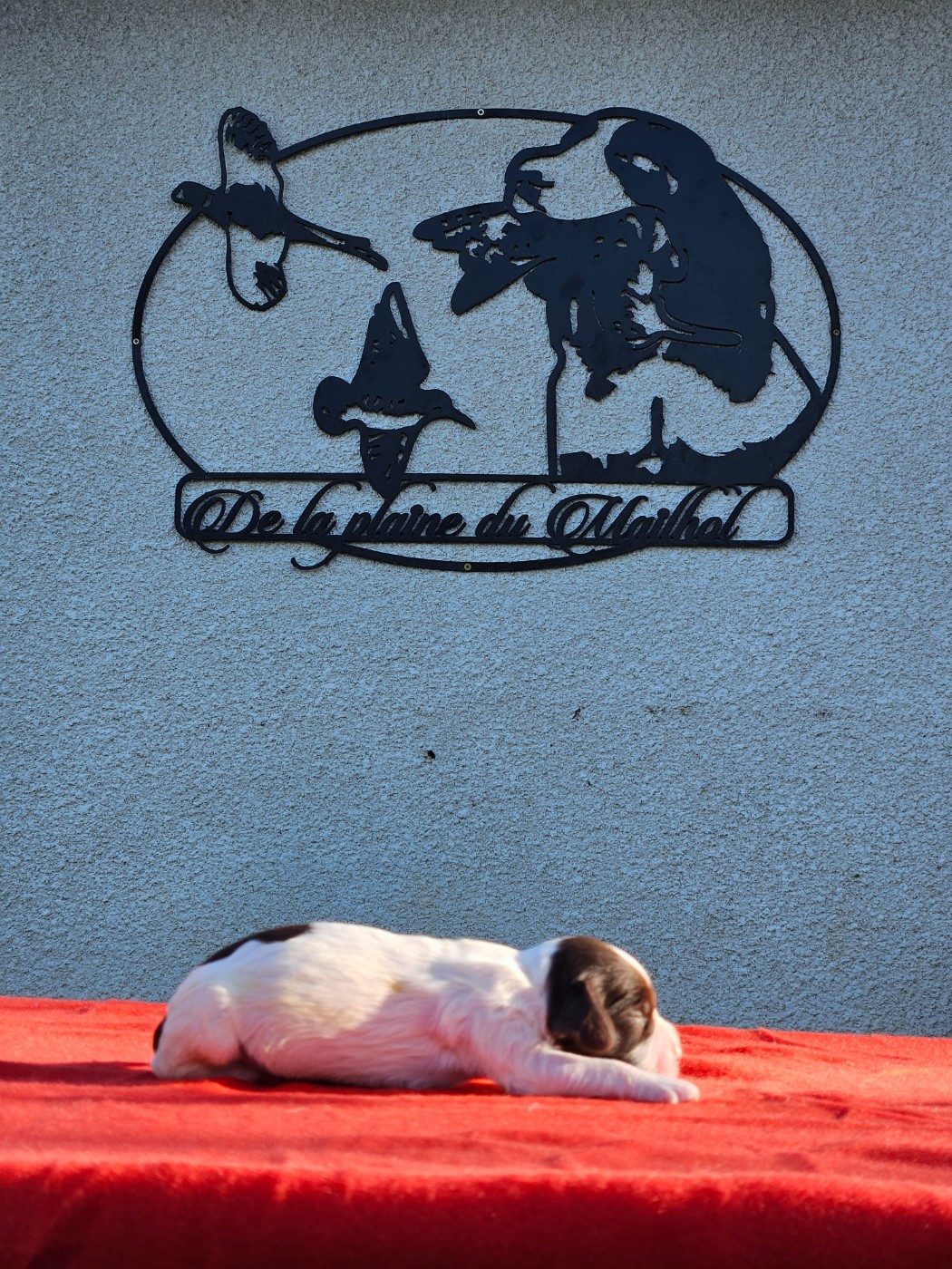 De La Plaine Du Mailhol - Chiots disponibles - English Springer Spaniel