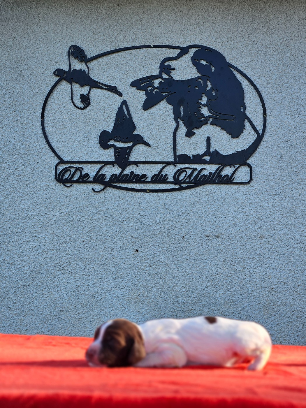 De La Plaine Du Mailhol - Chiots disponibles - English Springer Spaniel