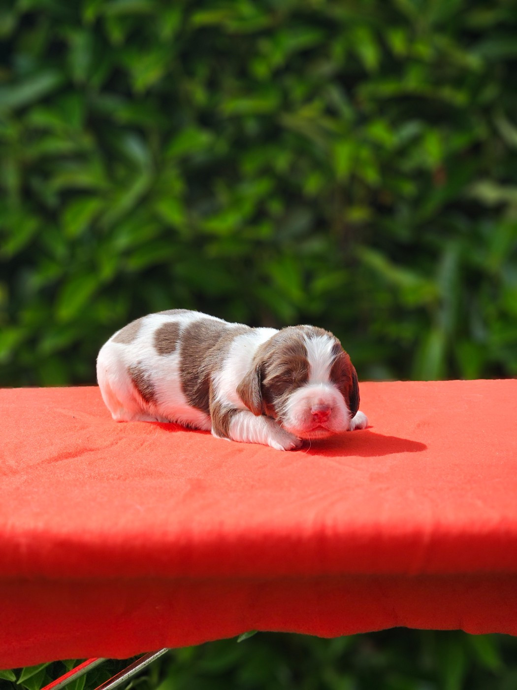 De La Plaine Du Mailhol - Chiots disponibles - English Springer Spaniel