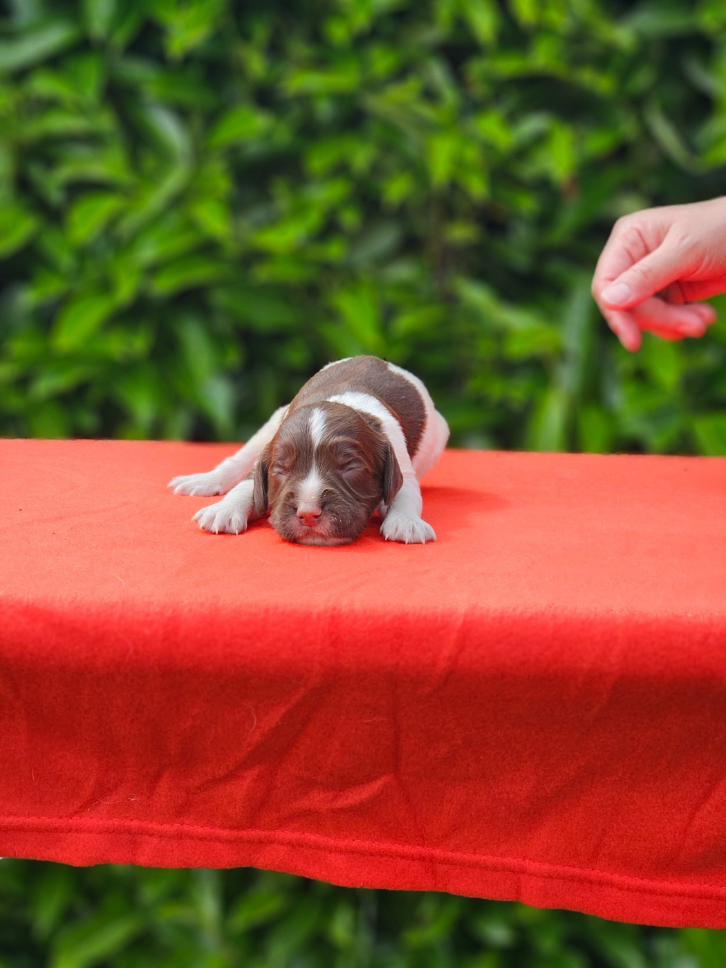 De La Plaine Du Mailhol - Chiots disponibles - English Springer Spaniel