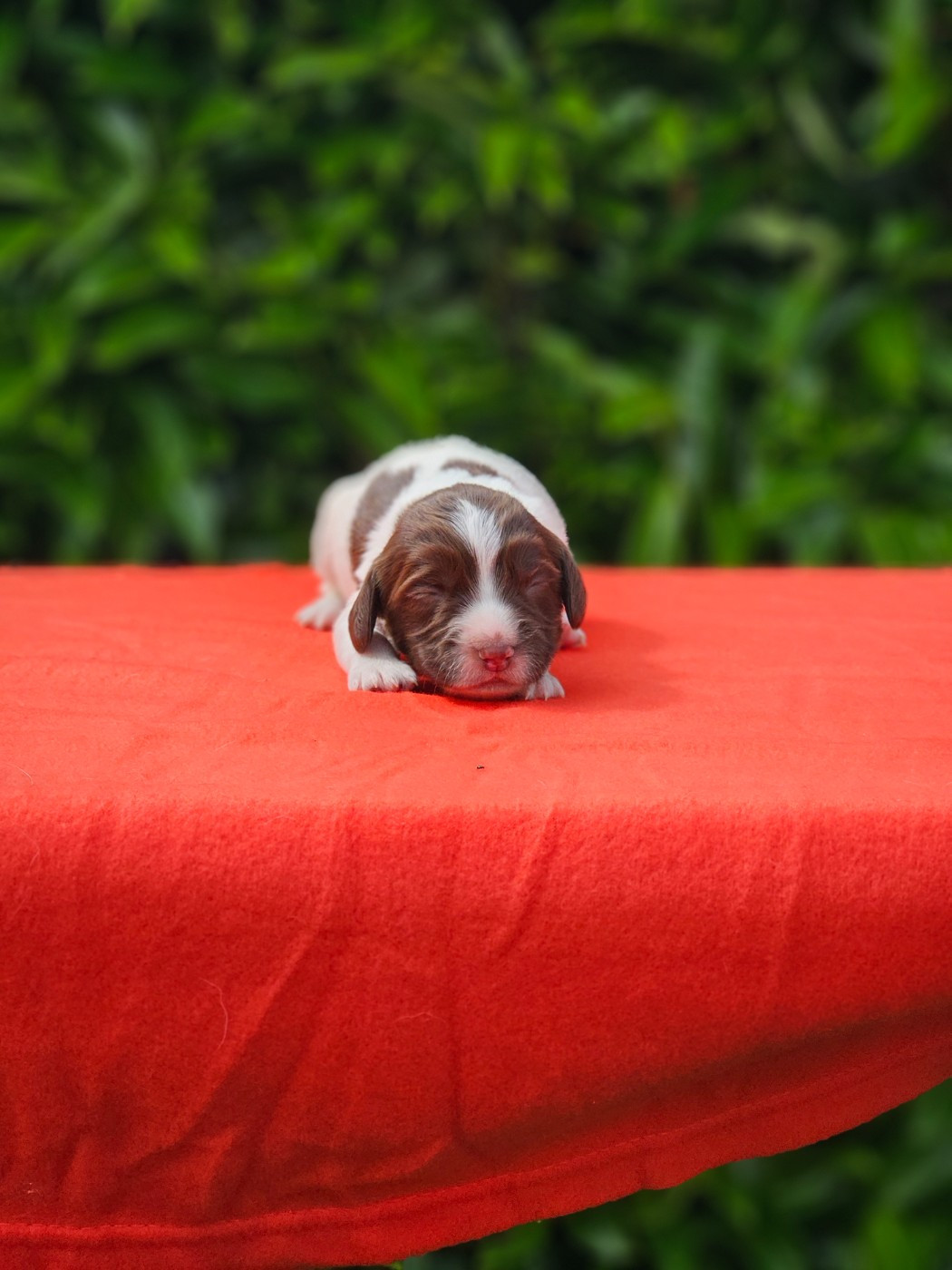 De La Plaine Du Mailhol - Chiots disponibles - English Springer Spaniel