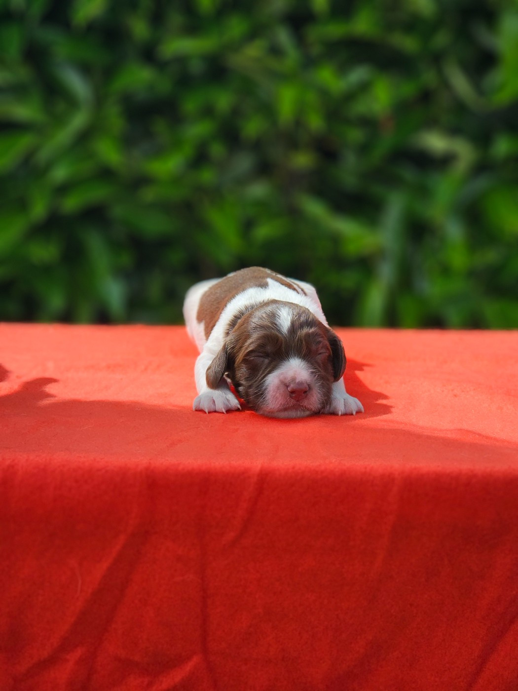 De La Plaine Du Mailhol - Chiots disponibles - English Springer Spaniel