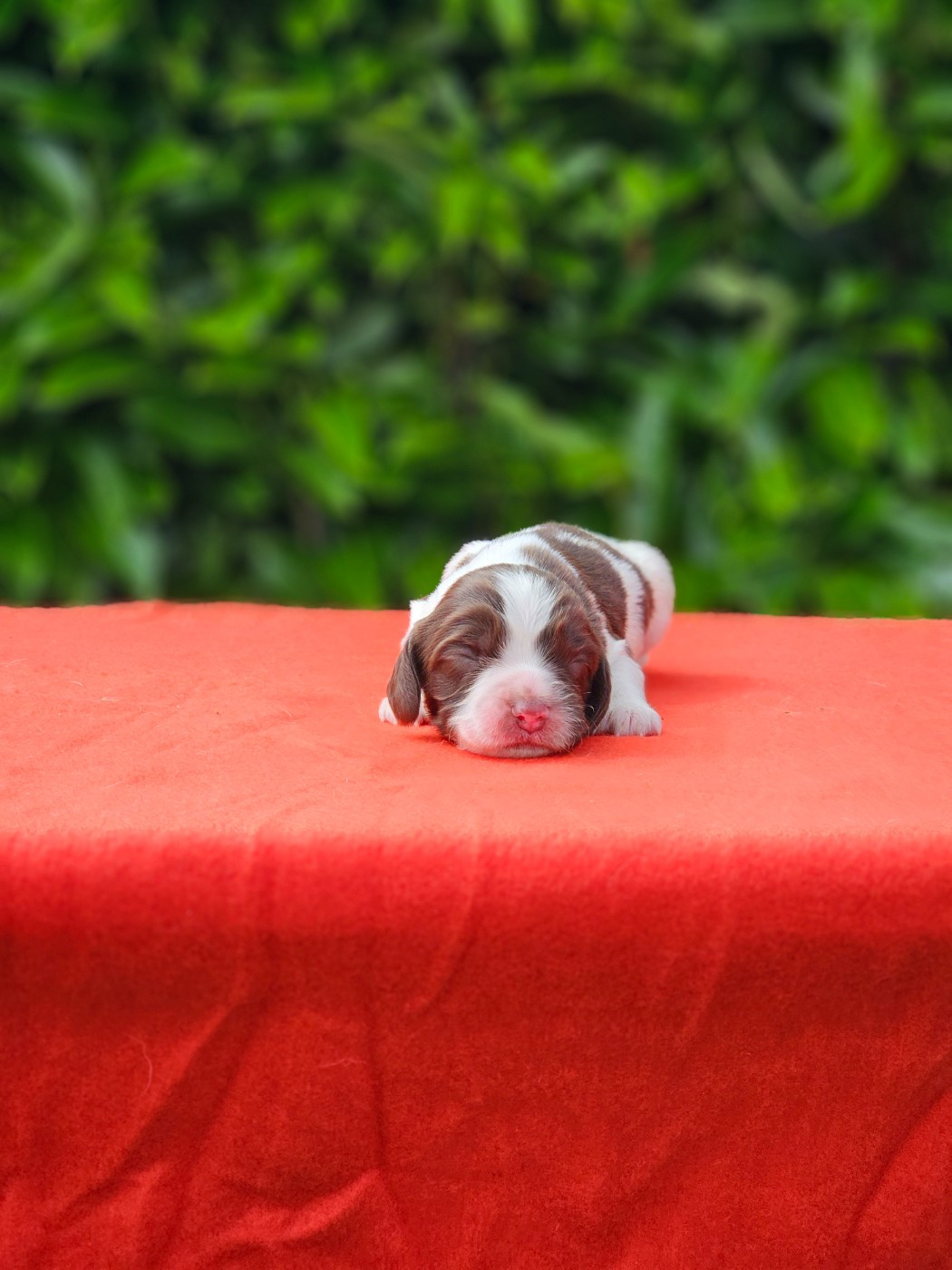 De La Plaine Du Mailhol - Chiots disponibles - English Springer Spaniel