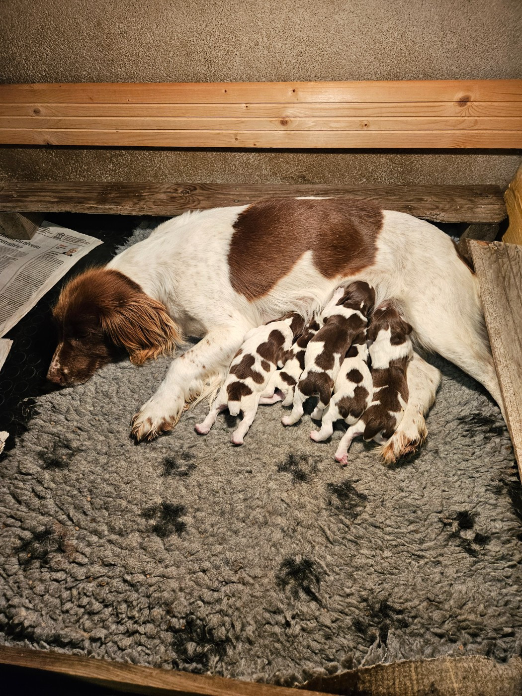 Chiot English Springer Spaniel De La Plaine Du Mailhol