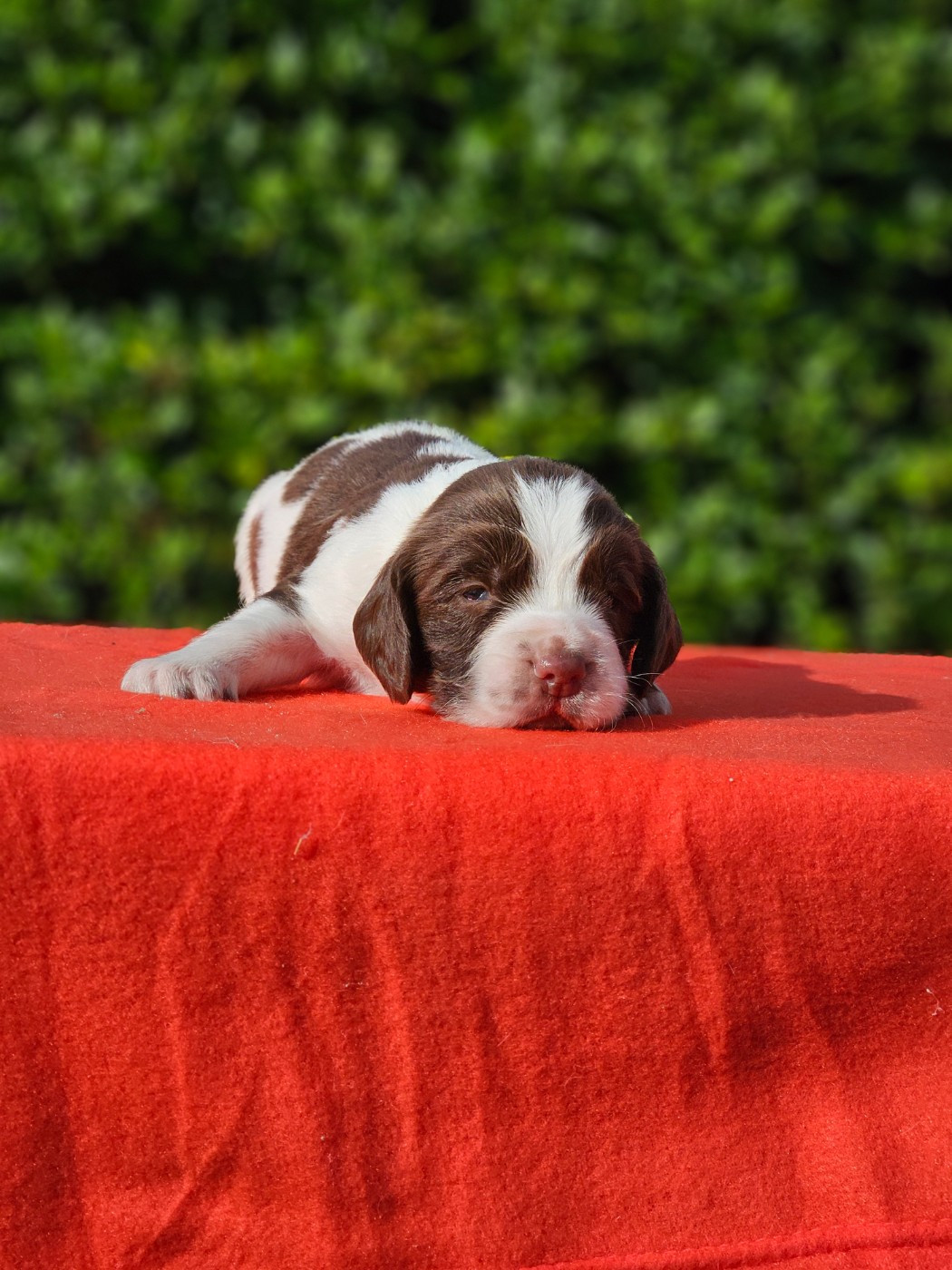 De La Plaine Du Mailhol - Chiots disponibles - English Springer Spaniel