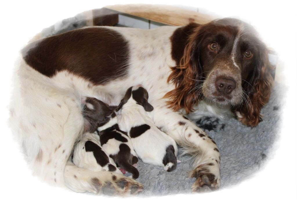 Chiot English Springer Spaniel De La Plaine Du Mailhol