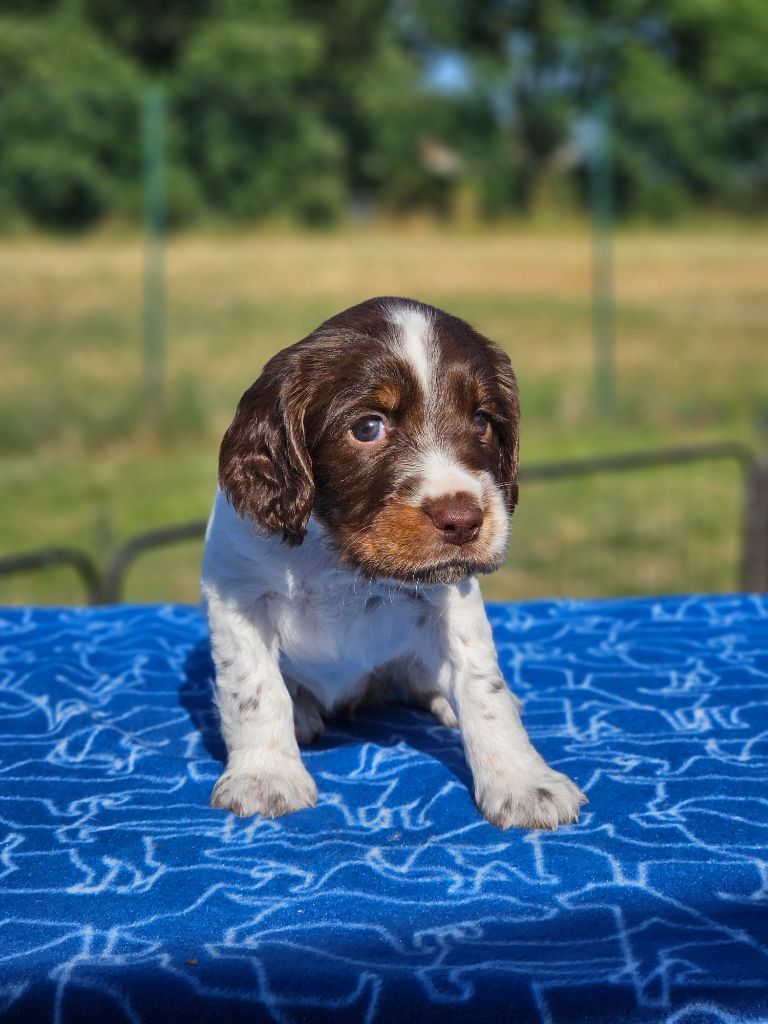 CHIOT 4