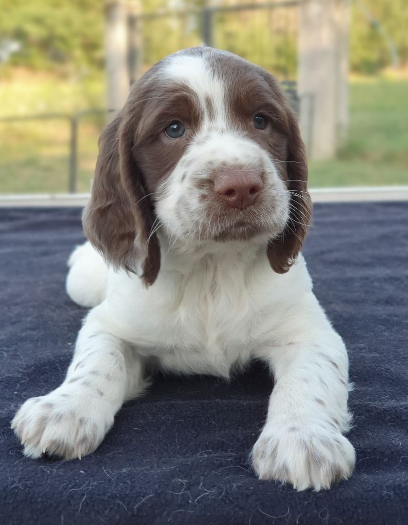 De La Plaine Du Mailhol - English Springer Spaniel - Portée née le 12/06/2023