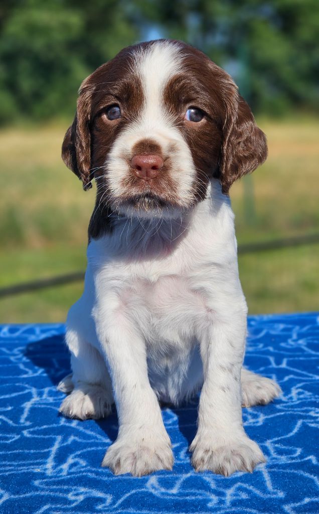De La Plaine Du Mailhol - English Springer Spaniel - Portée née le 17/05/2025