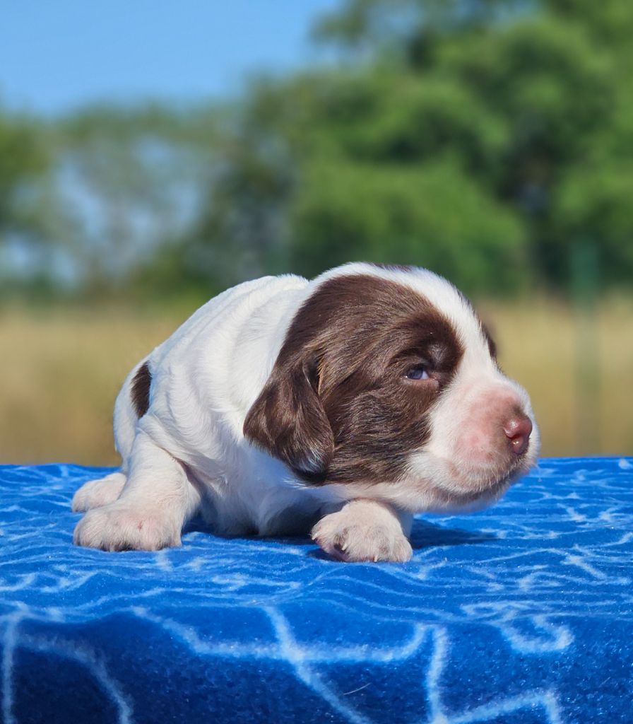 De La Plaine Du Mailhol - Chiots disponibles - English Springer Spaniel