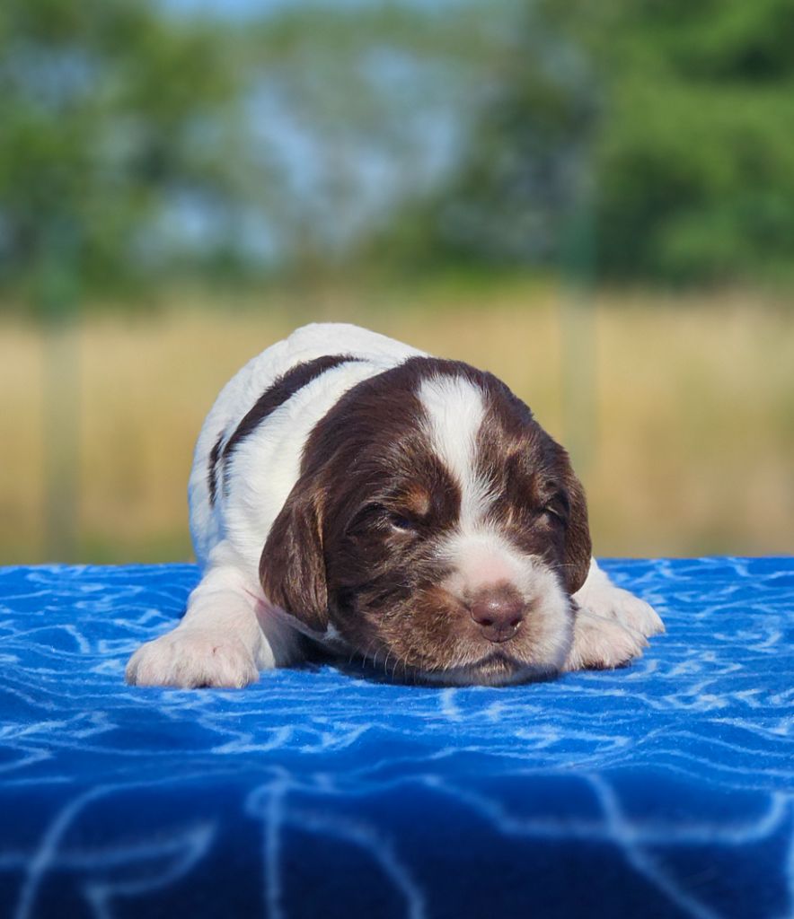 De La Plaine Du Mailhol - Chiots disponibles - English Springer Spaniel