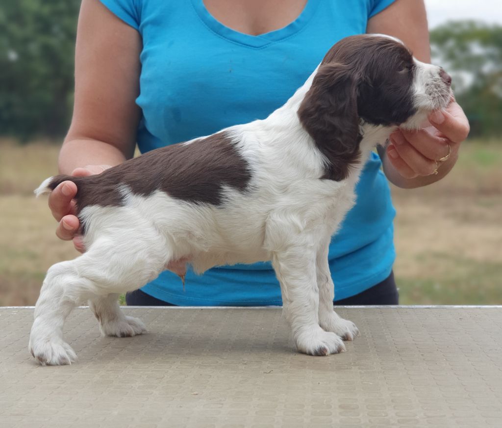 De La Plaine Du Mailhol - English Springer Spaniel - Portée née le 18/07/2023