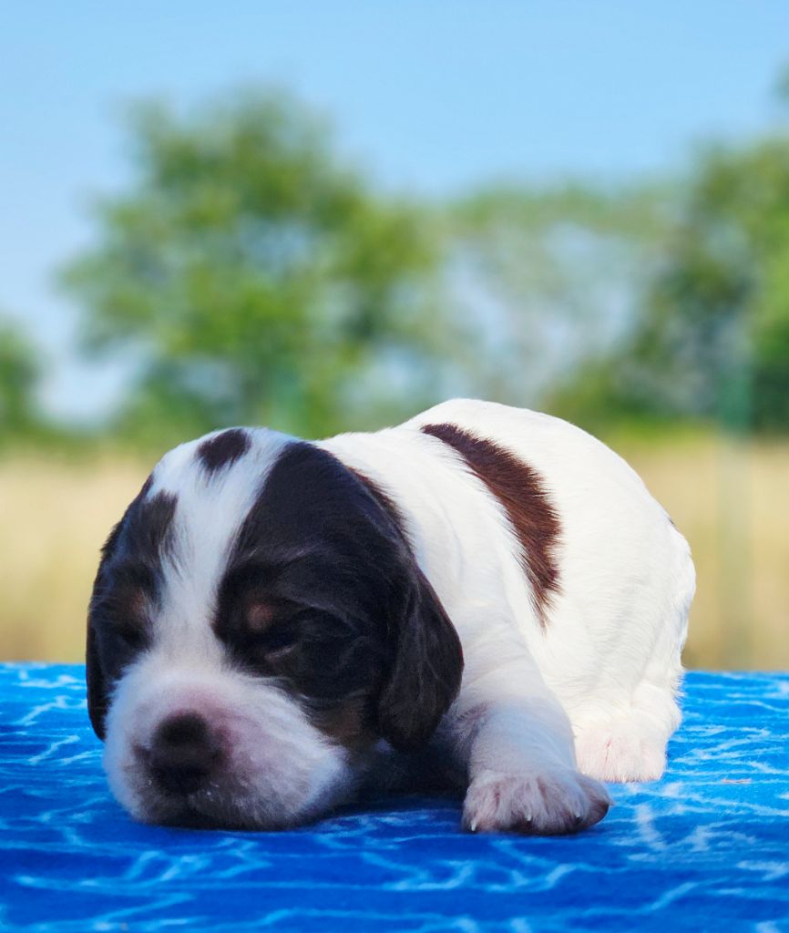 De La Plaine Du Mailhol - Chiots disponibles - English Springer Spaniel